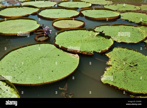 Amazon giant water lilies (Victoria amazonica) near the Amazon River in Peru South America Stock ...