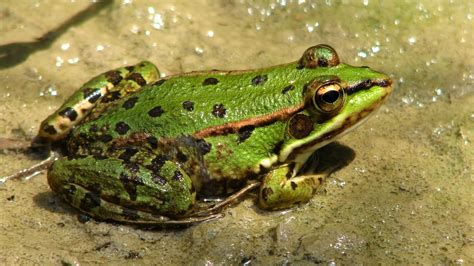 27 Different Types of Frogs in the World