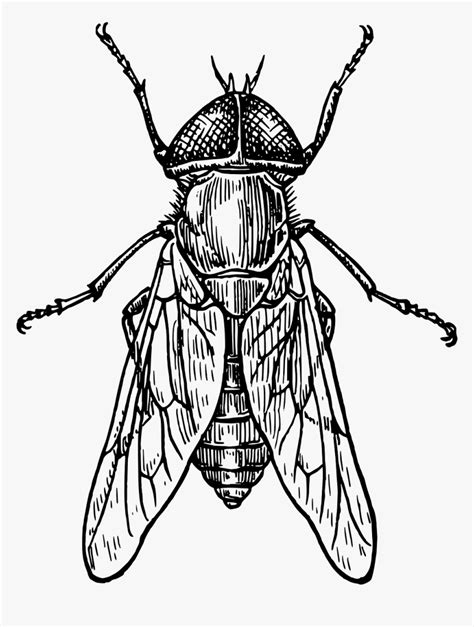 Insect Fly Drawing, HD Png Download - kindpng