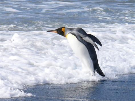 King Penguin Dives In | BirdNote