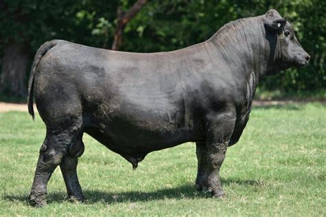 SEF-Black Angus | Soaring Eagle Farms