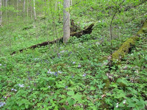 Appalachian Heartbeat: Springtime in the Beautiful Knobs of Kentucky