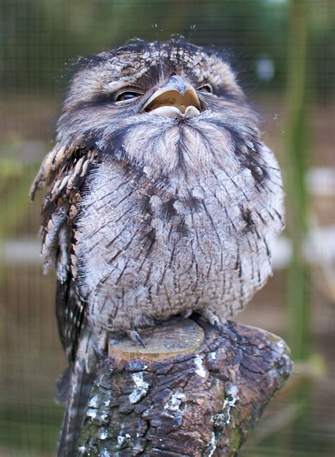 Tawny Frogmouth Owl | khaosproductions | Flickr