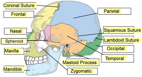 [DIAGRAM] Anatomy Skull Diagram Labeled - MYDIAGRAM.ONLINE