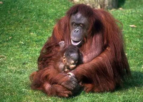 10 Interesting Orangutan Facts | My Interesting Facts