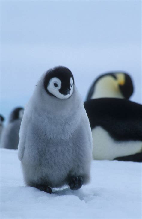 Taking a walk by Cornelia Braun on 500px | Baby penguins, Animal pfp, Penguin animals