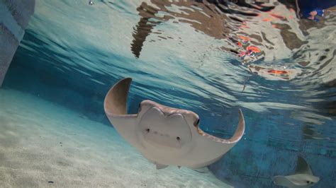 All the details on the new Blue Zoo aquarium, opening April 1 at the Mall of Louisiana