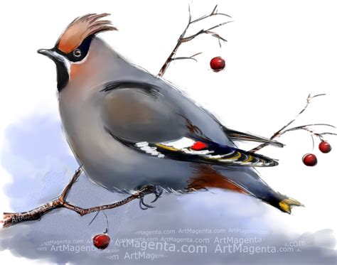 Birds: Bohemian Waxwing