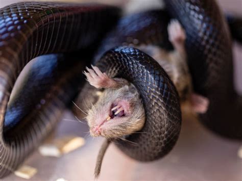 Snake Eating Rat Stock Photos, Pictures & Royalty-Free Images - iStock