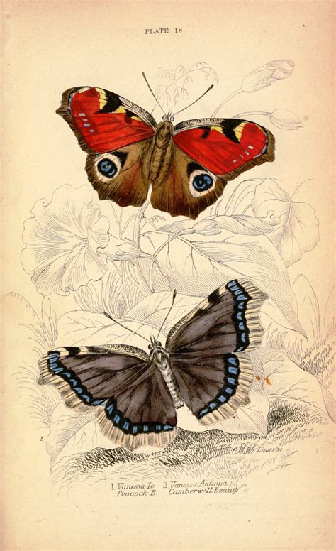 9 Best Images of Vintage Printable Insect Prints - Vintage Butterfly ...