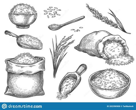 Drawing Rice Grain Stock Illustrations – 1,263 Drawing Rice Grain Stock ...