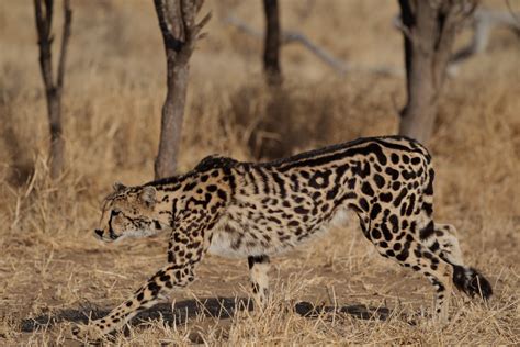 Birth of Rare Cheetah Cubs Captured on Video | Discover Magazine