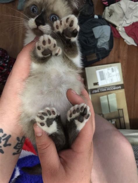 "19 Helpful Polydactyl Felines Ready to Give You a Paw"