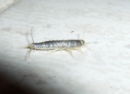 Wild Plants of Malta and Gozo - Ctenolepisma longicaudata (House Silverfish)