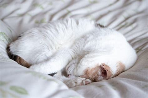 5 Reasons Behind Cat Snoring: Is It Normal?