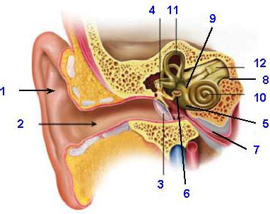 Parts Of The Ear And Their Functions