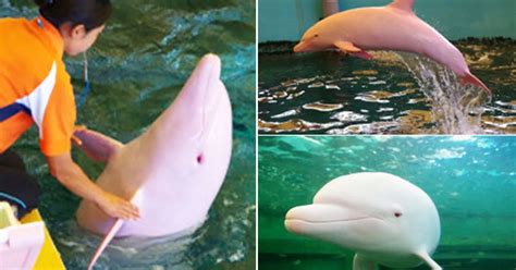 Rare dolphin who turns PINK when it's angry makes waves at aquarium ...