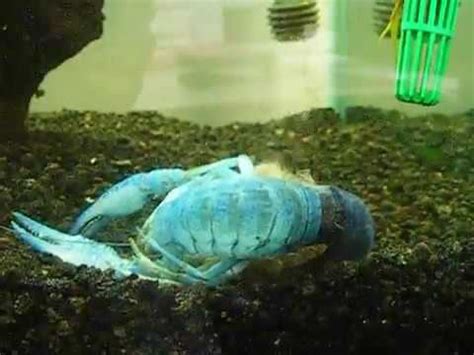 Blue Crayfish Molting - YouTube