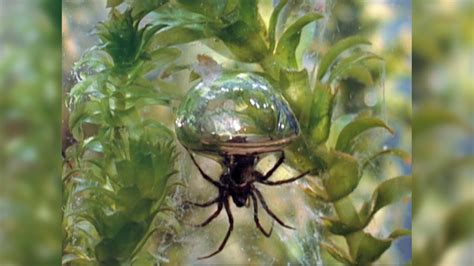 TIL there's a species of spider native to europe and asia that spends almost it's entire life ...