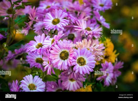 Yellow and purple floers hi-res stock photography and images - Alamy