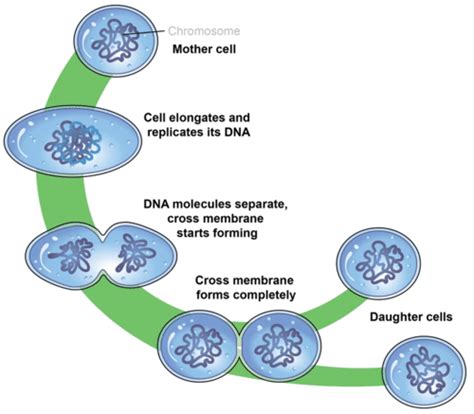 Prokaryotic Cell Division - Advanced | CK-12 Foundation