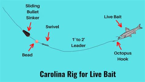 Carolina Rig 101 (Setup and How-to Guide with Pictures)