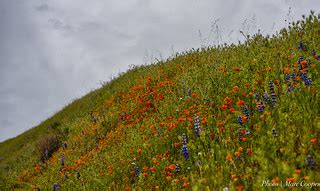 Wildflower Bouquet | Wildflowers are starting to bloom in th… | Flickr