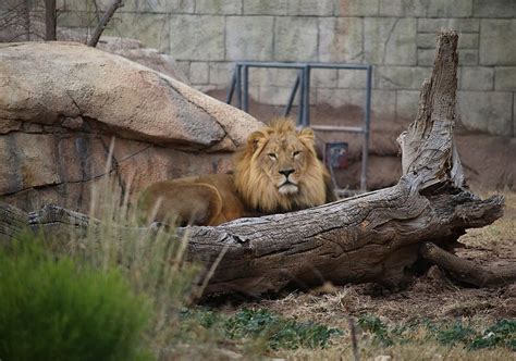 El Paso Zoo Extended Hours Bring Evening Fun to Saturdays in July