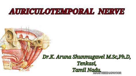 AuriculoTemporal Nerve Il course II Area of Distribution II Surface ...