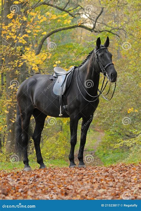 Dressage Black Horse in Wood Stock Image - Image of park, color: 21523817