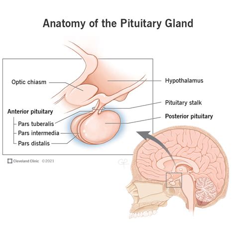 Posterior Pituitary: What It Is & Function