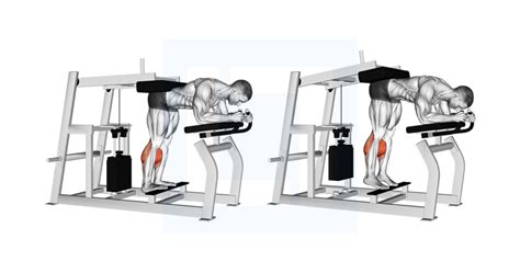 Weighted Seated Calf Raise - Guide, Benefits, and Form