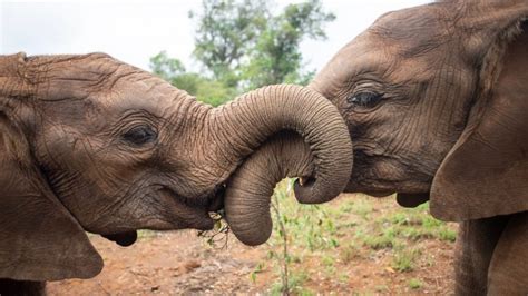 A moment with Sheldrick Wildlife Trust – Pacific Roots Magazine