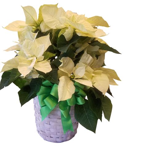 White Poinsettia 8" :: The Flower Shop