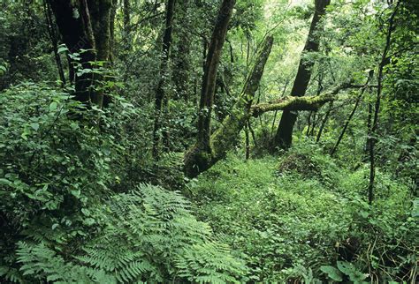 Montane forest - Stock Image - E640/0547 - Science Photo Library