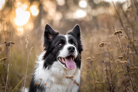 Border Collie Rescue: Save a precious dog today