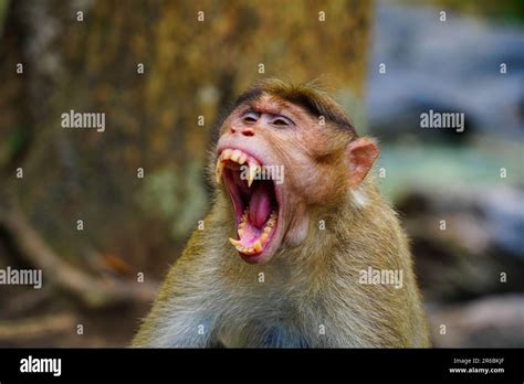 Face of an angry monkey in close up shot, wild life from Western Ghats ...