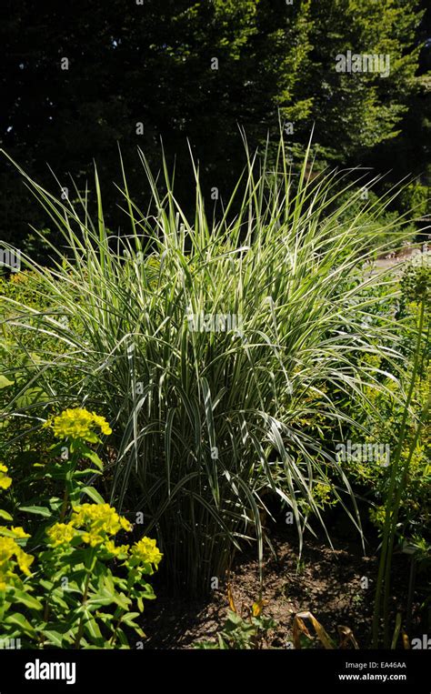 Chinese silver grass Stock Photo - Alamy