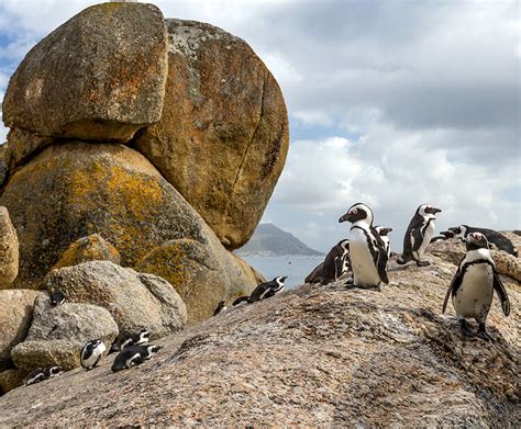 African penguin | San Diego Zoo Wildlife Explorers