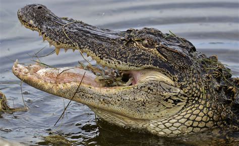 File:American Alligator eating crab.JPG - Wikimedia Commons