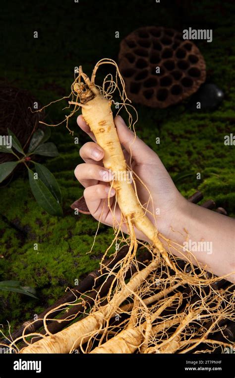 Fresh ginseng root, the amazing health benefits of ginseng you need to ...