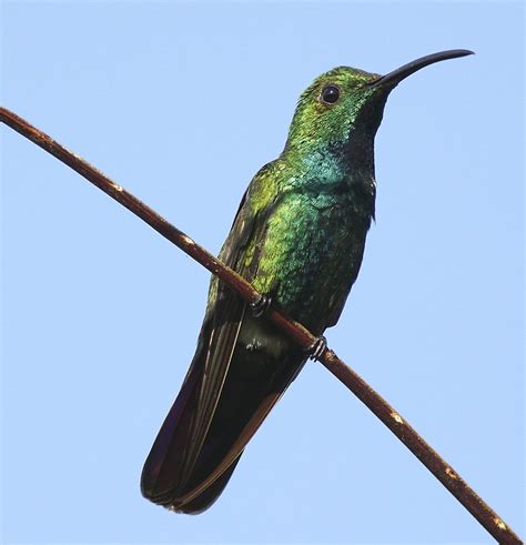 Green-breasted Mango Hummingbird, identifcation, coloration, size, breeding areas, photographs