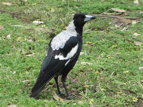 Barwon Blog: "Currawong! Currawong!"