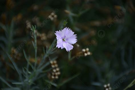 Photography Of Plants Flowers And Grass Background, Fresh Flowers ...