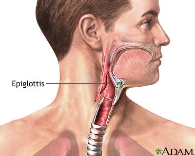 Epiglottis: MedlinePlus Medical Encyclopedia Image