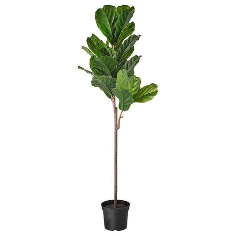 FEJKA artificial potted plant, indoor/outdoor fiddle-leaf fig, 19 cm (7 ½") - IKEA