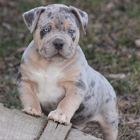 American Bully XL XXL Lilac Tri & Merle tri XL Bully puppies. | MVP ...