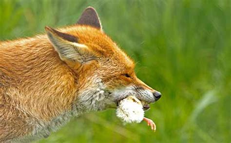 Fox Pets Seized Then Euthanased by Authorities - Sporting Shooter