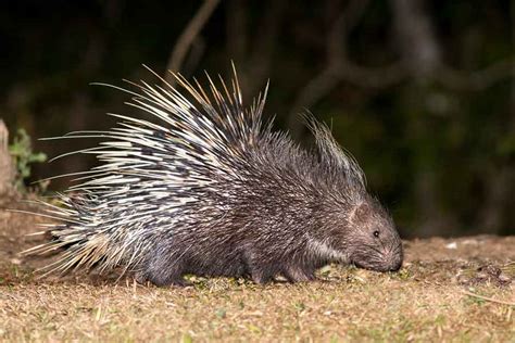 Puerco espín (Sphiggurus mexicanus) - barrameda.com.ar