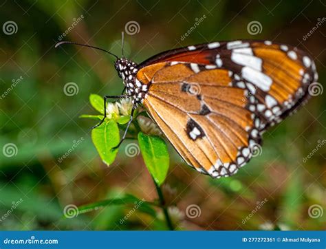 Butterfly (Rhopalocera) stock image. Image of floral - 277272361